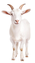 A cute and friendly white goat standing gracefully isolated on a white background.