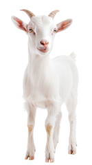 Fototapeta premium A cute white goat standing gracefully isolated on a white background.
