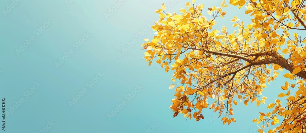 Poster maple tree with yellow leaves set against a clear blue sky. copy space image. place for adding text 