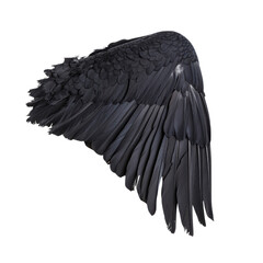A detailed view of a black bird wing isolated on a white background.