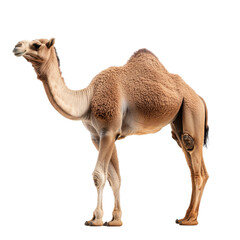 A camel standing tall, isolated on a white background.