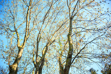 branches against sky