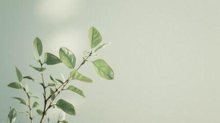 Young plant characterized by tender, green leaves and slender branches, set against a calming, light backdrop representing simplicity.
