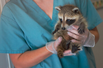 Baby racoon held by a wildlife rehabilitation worker wearing light blue scrubs.