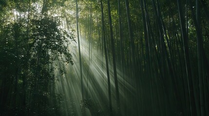 Obraz premium Sunlight Piercing Through a Dense Bamboo Forest, Creating Intricate Patterns of Light and Shadow on the Forest Floor. AI generated illustration