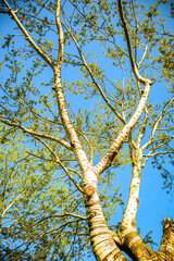 Fototapeta premium tree branches against blue sky