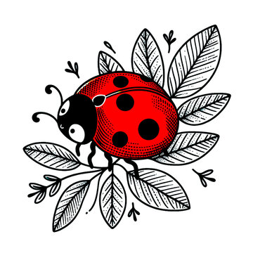 recommend clip art: ladybug beetle 