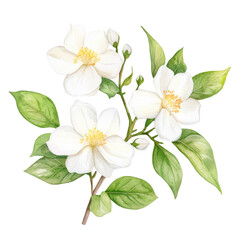Obraz premium Delicate white flowers with lush green leaves isolated on a white background.