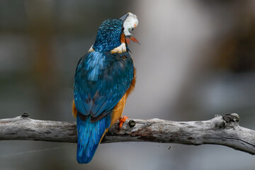 kingfisher with big fish in mouth for lunch in swamp in summer