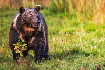 brown bear in the forest