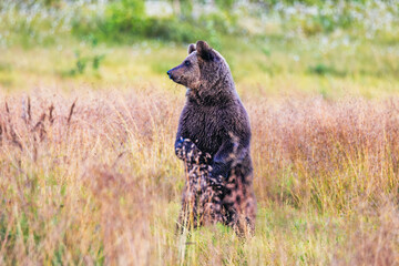 brown bear cub