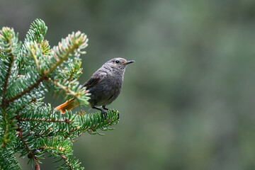 Obraz premium redstart photographed on top of a pine branch in the mountains in summer