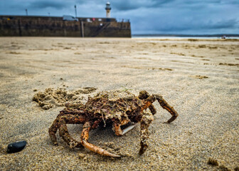 crab on the beach
