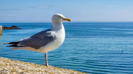 seagull on a rock