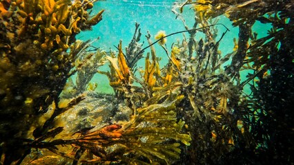tropical coral reef