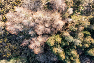 Overhead aerial view of natural forest in a peat bog