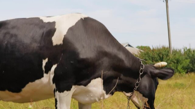 A day in the countryside: observing a serene Holstein cow grazing under the sun in an idyllic rural setting