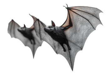 Two bats flying in the air. One of them is closer to the camera. The other one is further away