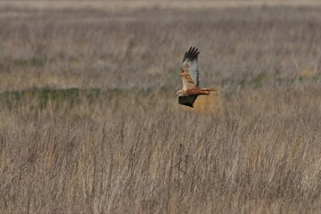 marsh harrier