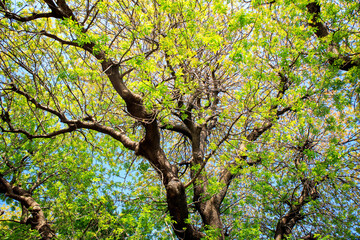 green tree in spring
