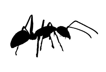 Black Ant Silhouette, Minimalist Insect Design