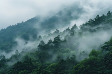 Misty Mountain Landscape: Travel Through Foggy Forest Hills in the Morning