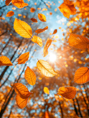 Obraz premium Vibrant colourful autumn leaves falling in a forest with bright backlit sunshine