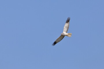 Hen harrier