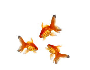 gold fish on png background