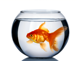gold fish on png background