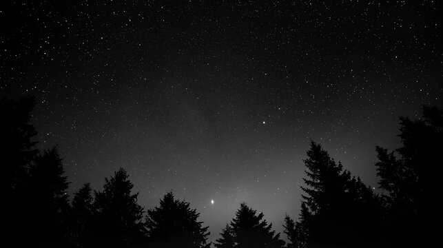 monochrome of starry sky and silhouette of trees at night