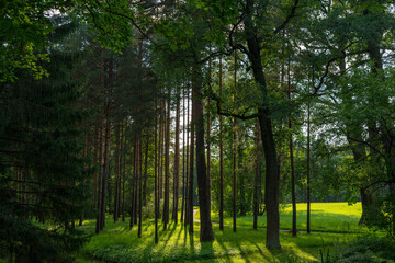 Obraz premium trees in the forest