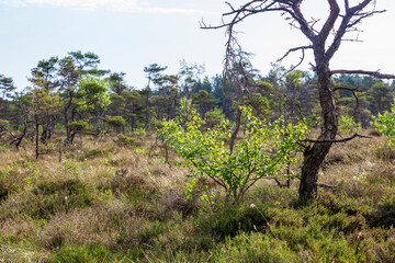 Bog with low-growing pines