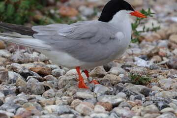terns
