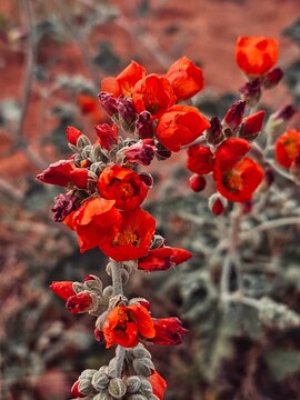 Desert Globemallow flowers in Arizona 