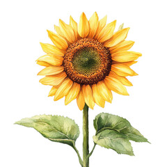 Obraz premium A vibrant sunflower with bright yellow petals and a rich green stem, symbolizing positivity and warmth in nature.