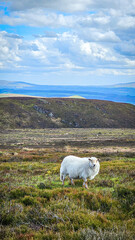 Naklejka premium sheep on the hill