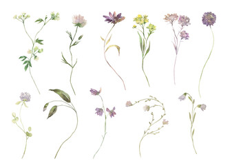 Watercolor Midsummer Field flowers collection with hand painted delicate leaves, flowers. Romantic floral arrangements perfect for wedding greeting cards, invitation.
