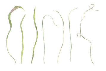 Fototapeta premium Watercolor Midsummer Field leaves collection with hand painted greenery leaves. Romantic botanical set perfect for wedding greeting cards, invitation.