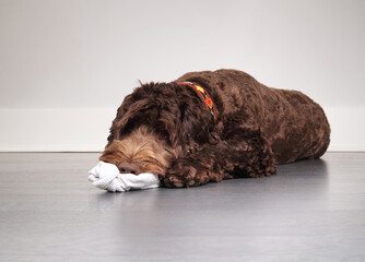 Cute dog chewing on sock while lying on floor. Brown fluffy puppy dog with white sport sock in...