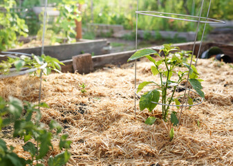 Banana pepper plant growing in straw mulch with defocused garden. Young hot chili pepper plant with...