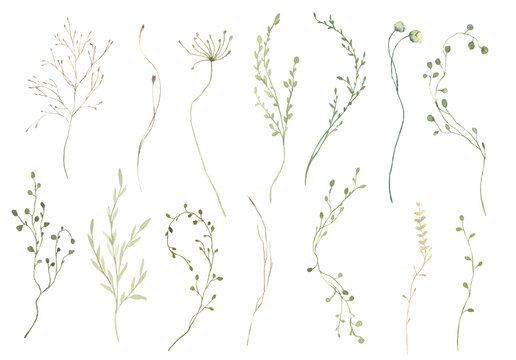 Watercolor Midsummer Field leaves collection with hand painted greenery leaves. Romantic botanical set perfect for wedding greeting cards, invitation.