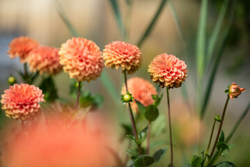 Piękne kwiaty dalii w ogrodzie. 