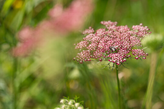 Dara dzika marchew w ogrodzie. 