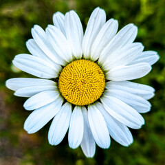 daisy flower