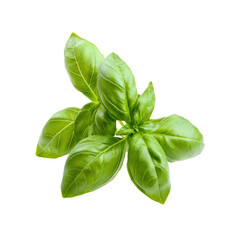 Fresh Green Basil Sprig Isolated on Black Background