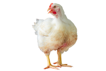 White chicken standing in smart poultry  farming business,  chicken is economic animals in closed system farm, Livestock, isolated on white background with clipping path
