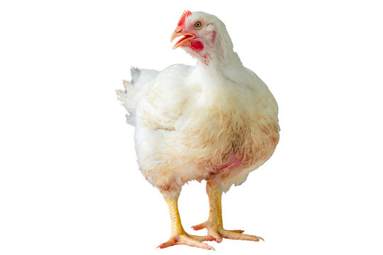 White chicken standing in smart poultry  farming business,  chicken is economic animals in closed system farm, Livestock, isolated on white background with clipping path