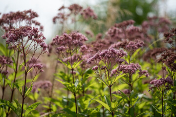 Różowe kwiaty, sadziec konopiasty w ogrodzie.  © Elżbieta Kaps