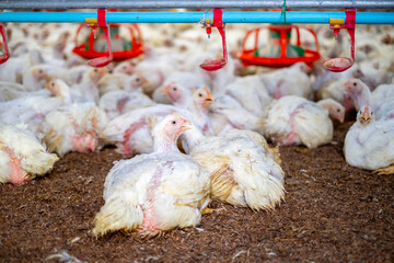 White chicken in smart poultry  farming business, chicken and chicken production at the poultry...